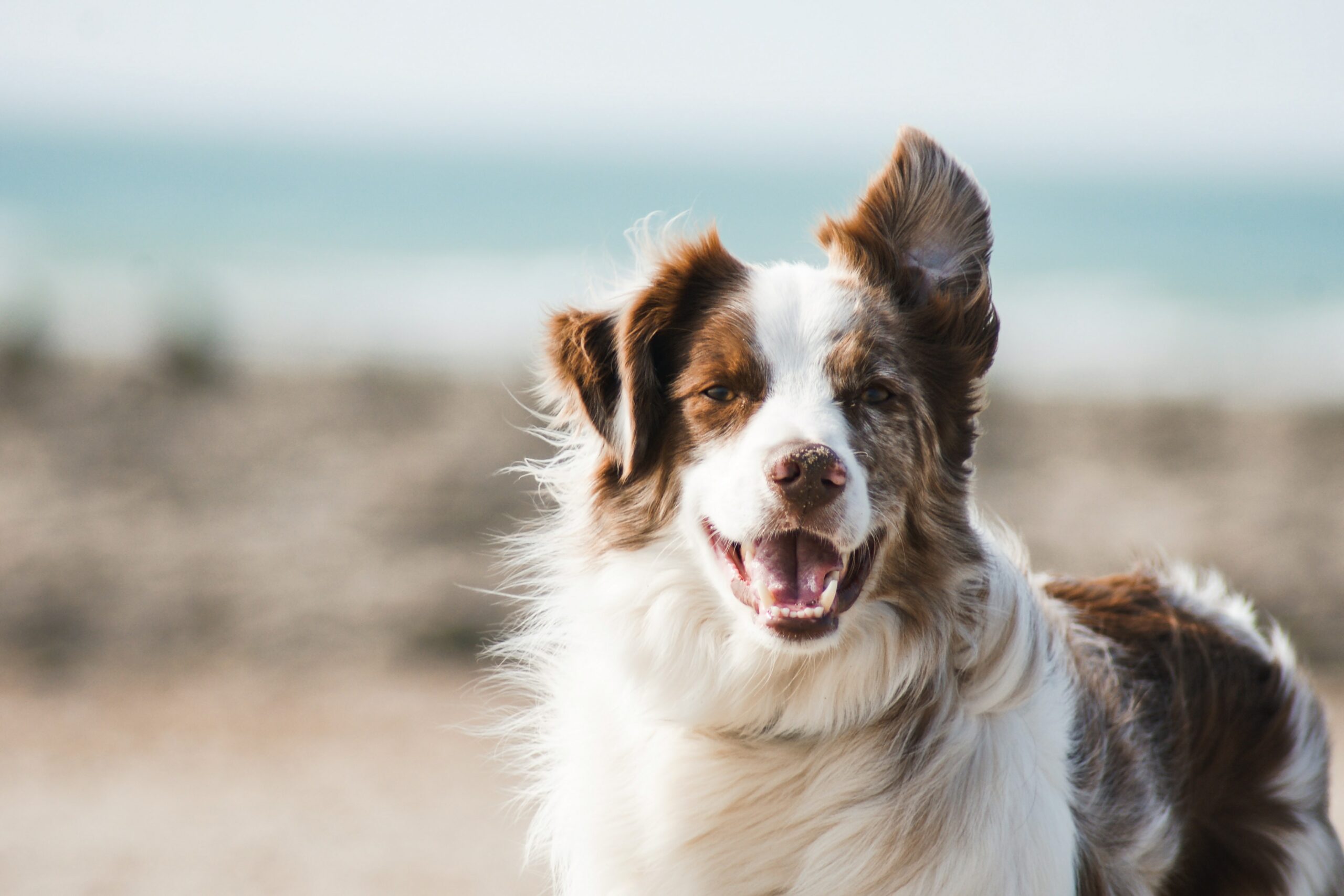 comportementaliste-chien-chiot-educateur Comportementaliste chien adulte et chiot | Charlotte Taudin