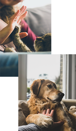 Éducatrice comportementaliste canin et félin - animal calme | Charlotte Taudin