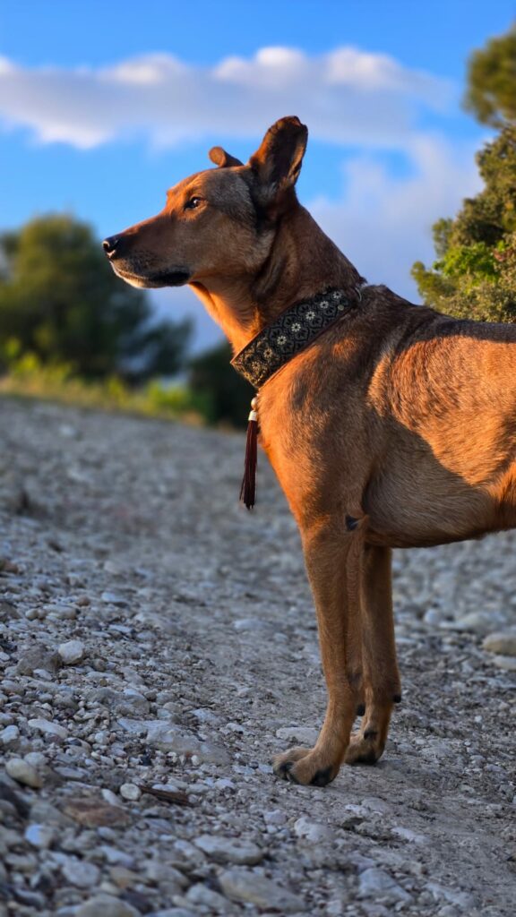 Travailler l'éducation de son chien à Vaison-la-Romaine