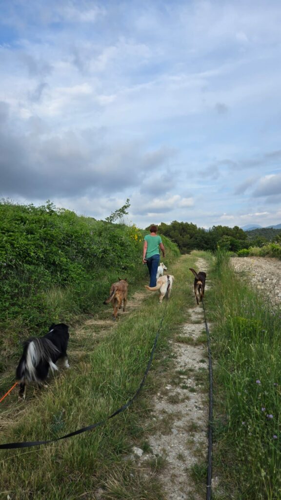 Promenade sociale à Venterol pour chiens encadrée par une éducatrice canine, chemin de campagne avec chiens en longe.