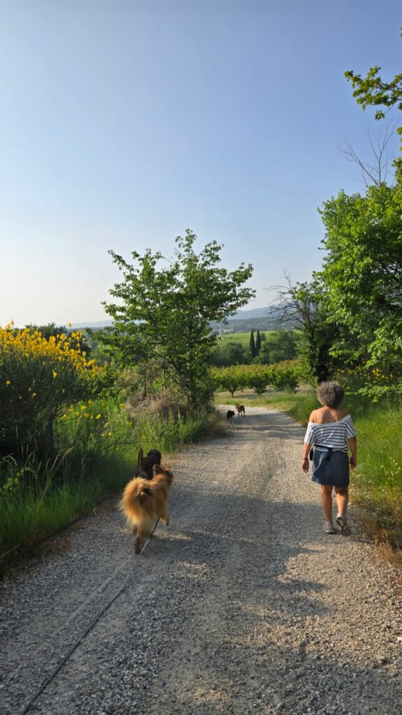 Balade éducative collective près de Valréas avec plusieurs chiens tenus en longe, accompagnés d'une éducatrice canine sur un sentier naturel.