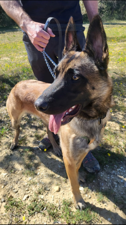 Malinois fauve et noir aux oreilles dressées, langue sortie, dans un environnement extérieur verdoyant. Un homme tient la laisse, illustrant une séance d'accompagnement comportemental détendue.