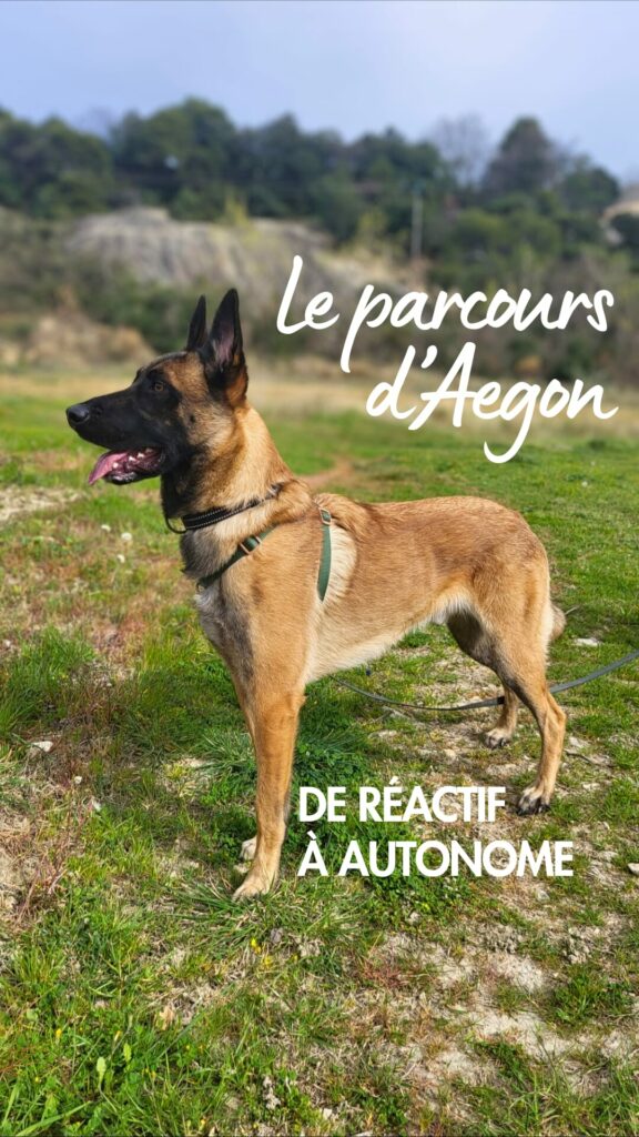 Aegon, malinois fauve et noir, en posture détendue dans un paysage de campagne verdoyant. Texte superposé : 'Le parcours d'Aegon - De réactif à autonome', illustrant sa transformation comportementale.