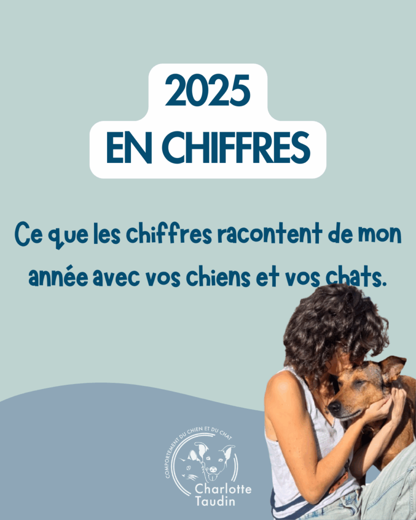 Bilan 2025 en chiffres d'une comportementaliste canin et félin : suivis comportementaux chiens et chats en Drôme et Vaucluse - Charlotte Taudin