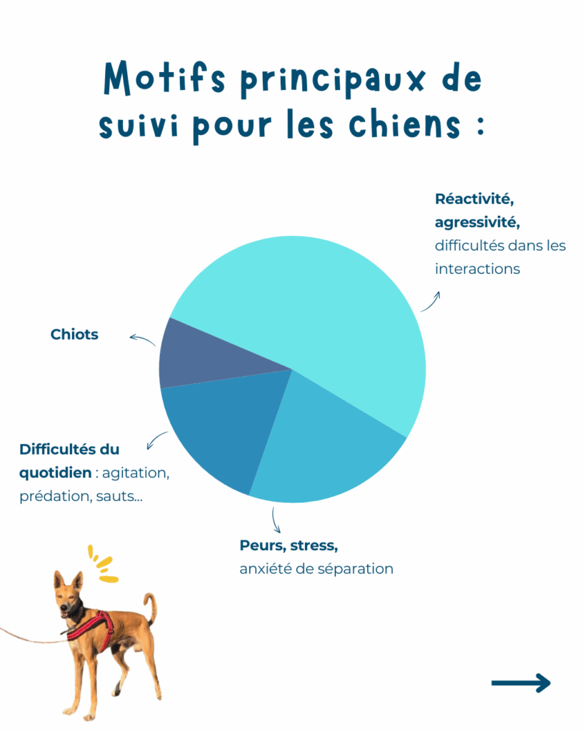 Graphique des principaux motifs de suivi comportemental canin : réactivité et agressivité (interactions difficiles), peurs et anxiété de séparation, difficultés du quotidien (agitation, prédation, sauts), et accompagnement des chiots