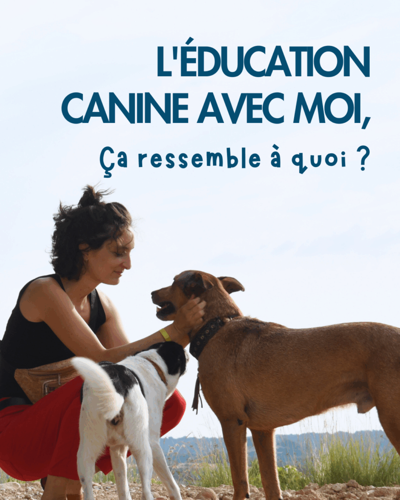 Éducatrice comportementaliste canin accroupie en extérieur, en interaction calme avec deux chiens, illustrant une approche d’éducation canine basée sur la relation et l’observation.