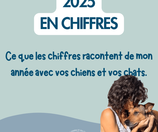 Bilan 2025 en chiffres d'une comportementaliste canin et félin : suivis comportementaux chiens et chats en Drôme et Vaucluse - Charlotte Taudin