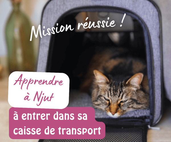 Chat serein dort caisse transport apaisé - désensibilisation peur transport comportementaliste chat