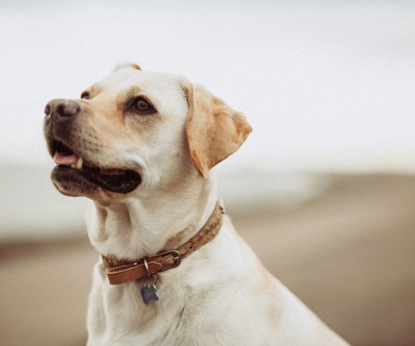 Chien joyeux heureux bilan comportemental canin - éducation chien comportementaliste Valréas