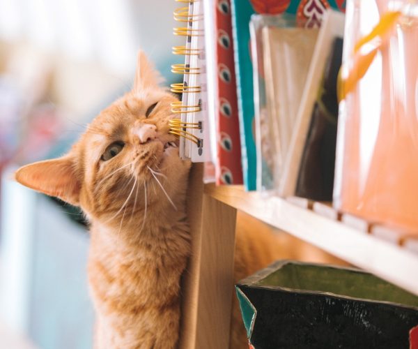 éducatrice comportementaliste pour chat | Charlotte Taudin