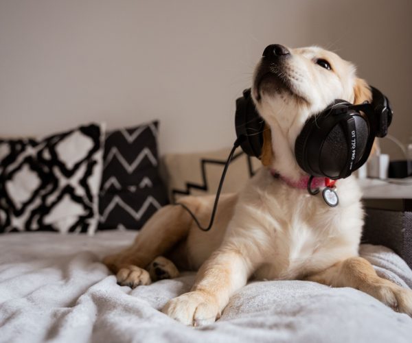 éducatrice comportementaliste pour chien | Charlotte Taudin