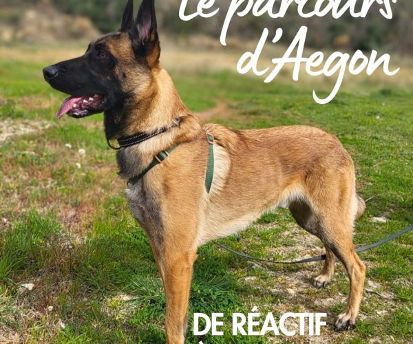 Aegon, malinois fauve et noir, en posture détendue dans un paysage de campagne verdoyant. Texte superposé : 'Le parcours d'Aegon - De réactif à autonome', illustrant sa transformation comportementale.