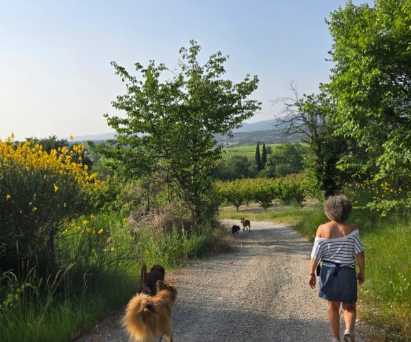 Balade éducative collective près de Valréas avec plusieurs chiens tenus en longe, accompagnés d'une éducatrice canine sur un sentier naturel.