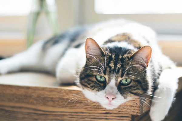 Chat tranquille serein bilan comportemental félin - comportementaliste chat Nyons Drôme