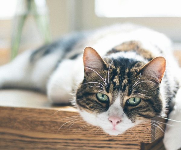 Chat tranquille serein bilan comportemental félin - comportementaliste chat Nyons Drôme