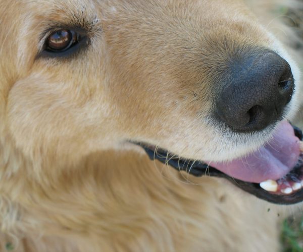 Chien joyeux gros plan équilibre émotionnel - chien réactif apaisé comportementaliste canin Vaison