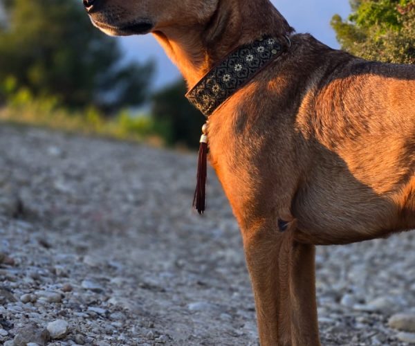 Chien balade éducative extérieur Vaison-la-Romaine - éducation canine nature Vaucluse
