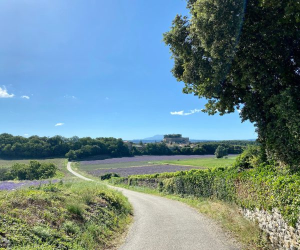 Paysage lavandes Valréas balade chien Provence - promenade éducative Vaucluse Drôme