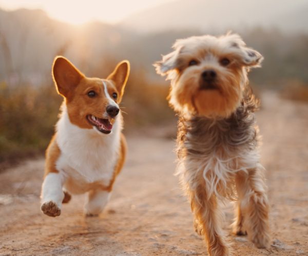Comportementaliste chien dans la Drôme, à Nyons | Charlotte Taudin