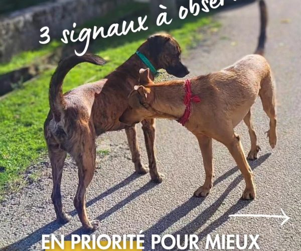 Deux chiens se sentent communication canine signaux comportement - interactions chiens comportementaliste