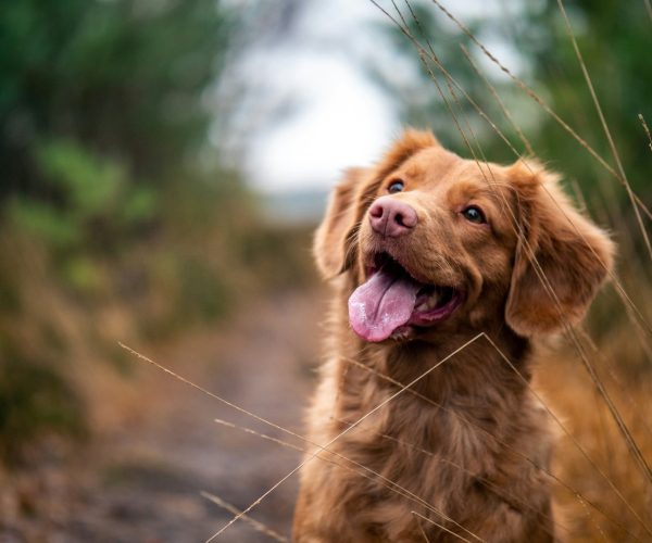 Chien joyeux expression bonheur lien humain-animal comportementaliste canin