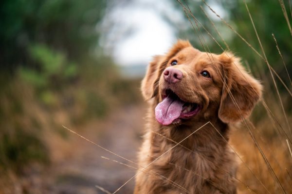 Chien joyeux expression bonheur lien humain-animal comportementaliste canin